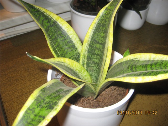 cvijet